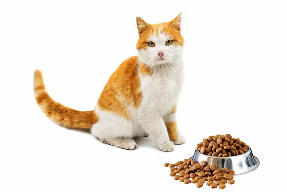 pet food processing equipment - cat food